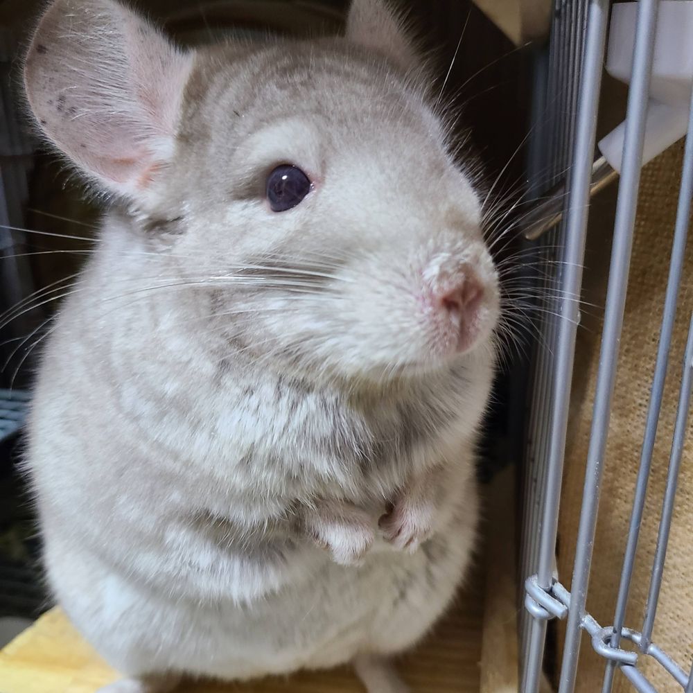 ムイの飼い主