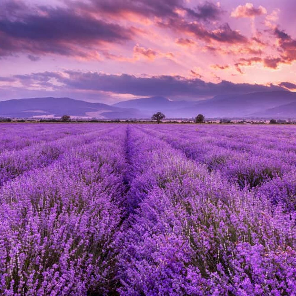 Lavender