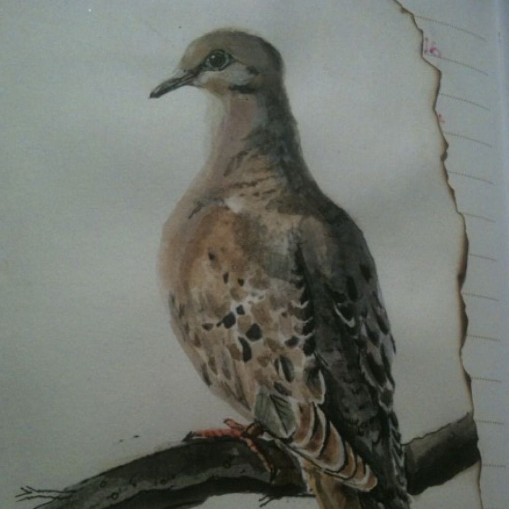 Grateful Dove