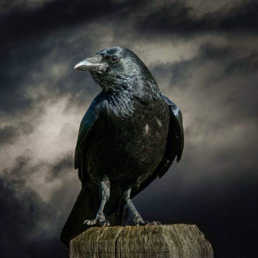 Darkness_Raven