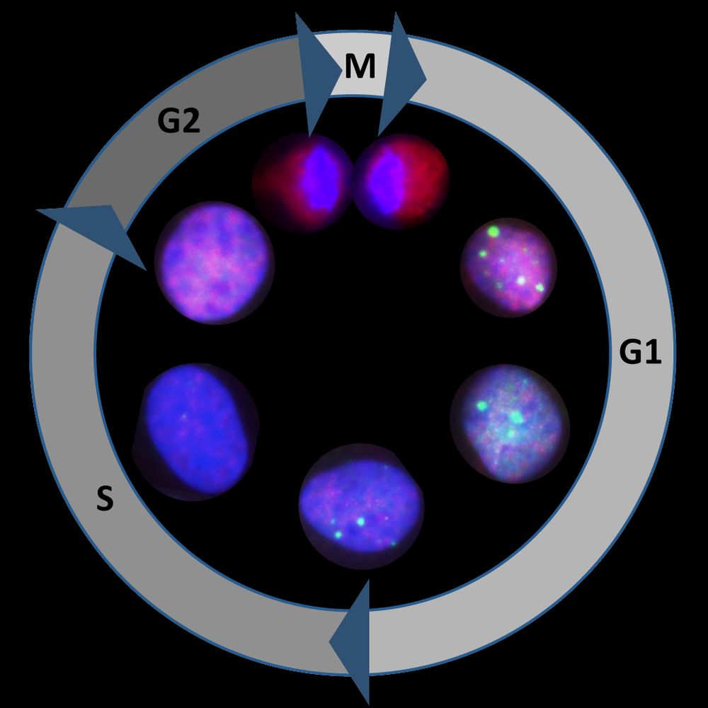 altmeyerlab