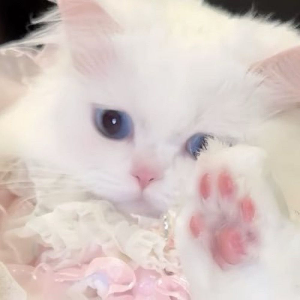 ︎ ︎ ︎ ︎