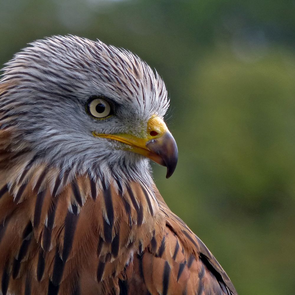 Milvus