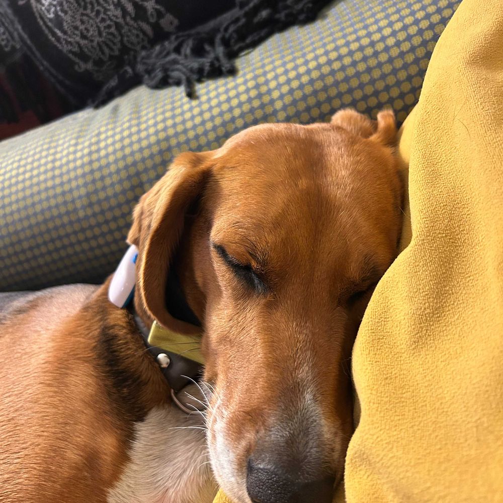 Layla G Hound