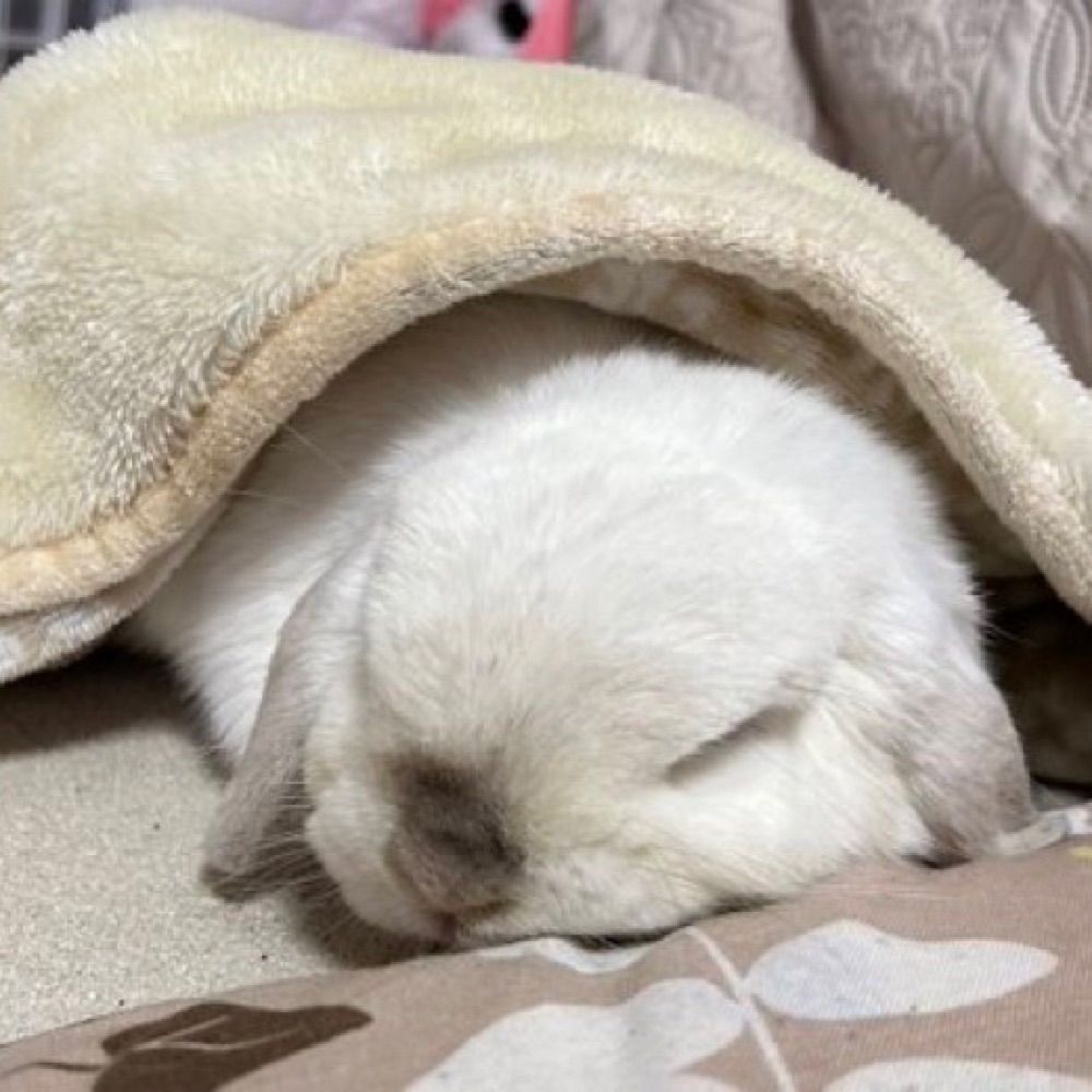 bun ꪔ̤ 🏳️‍⚧️