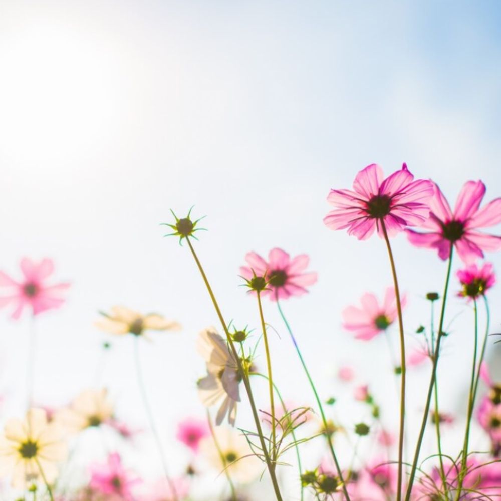 flor123