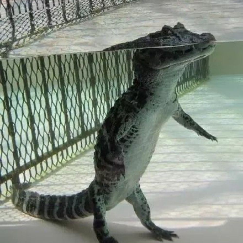 #1 gator simp🍉