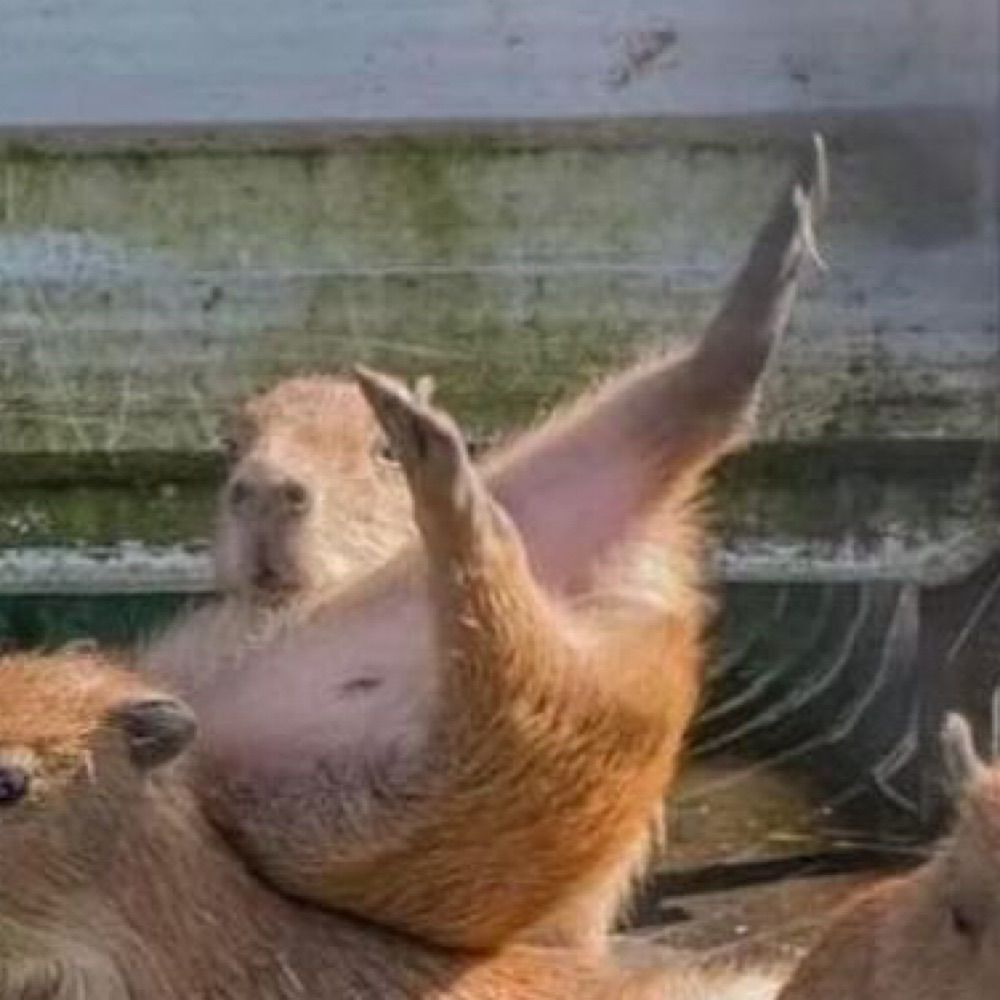 懶惰水餃