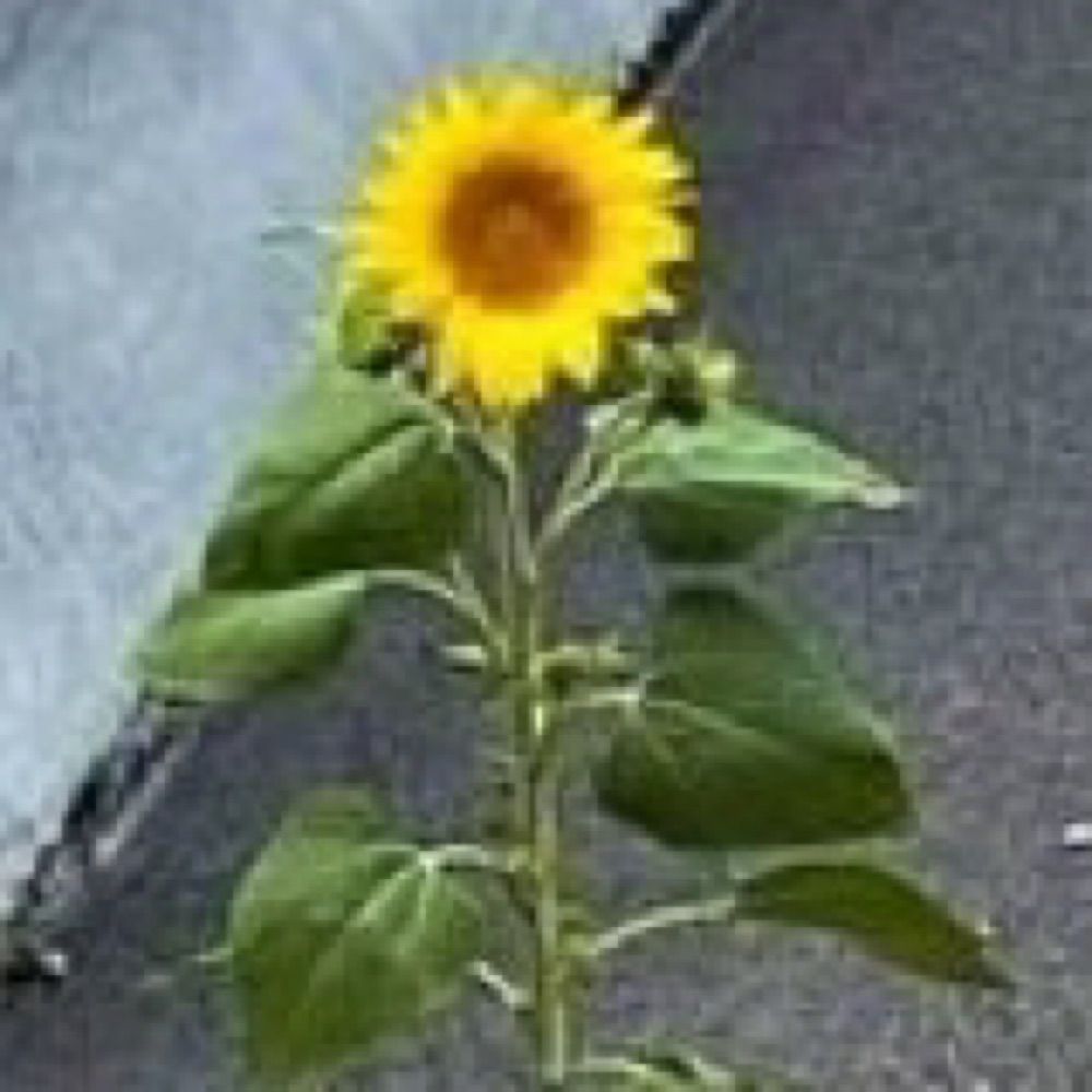 Sunny