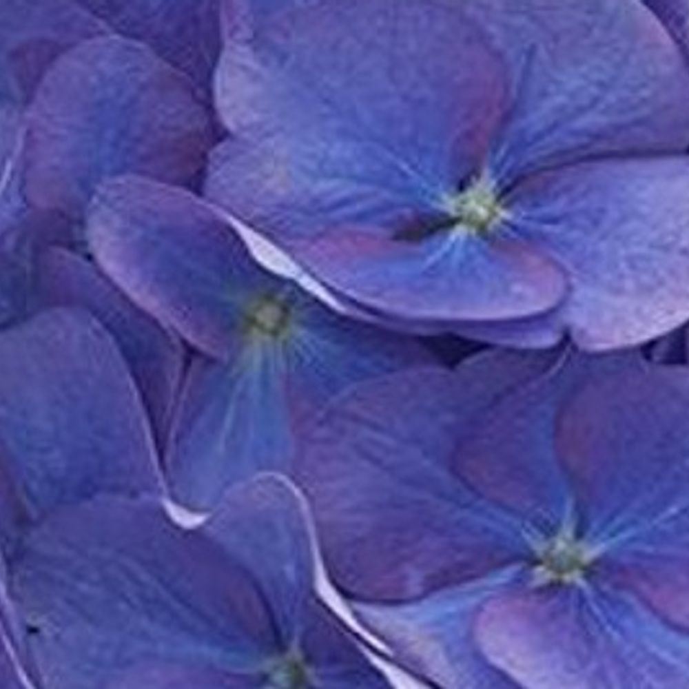 PurpleNutrition