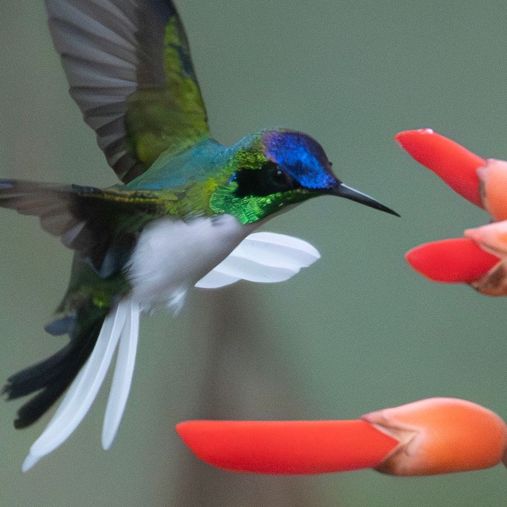 BirdInParadise