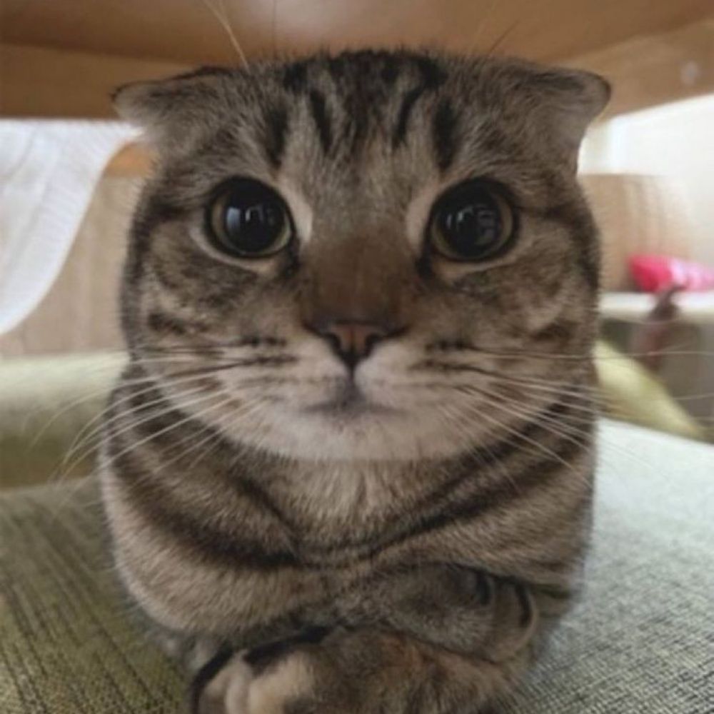 sinem🐈‍⬛