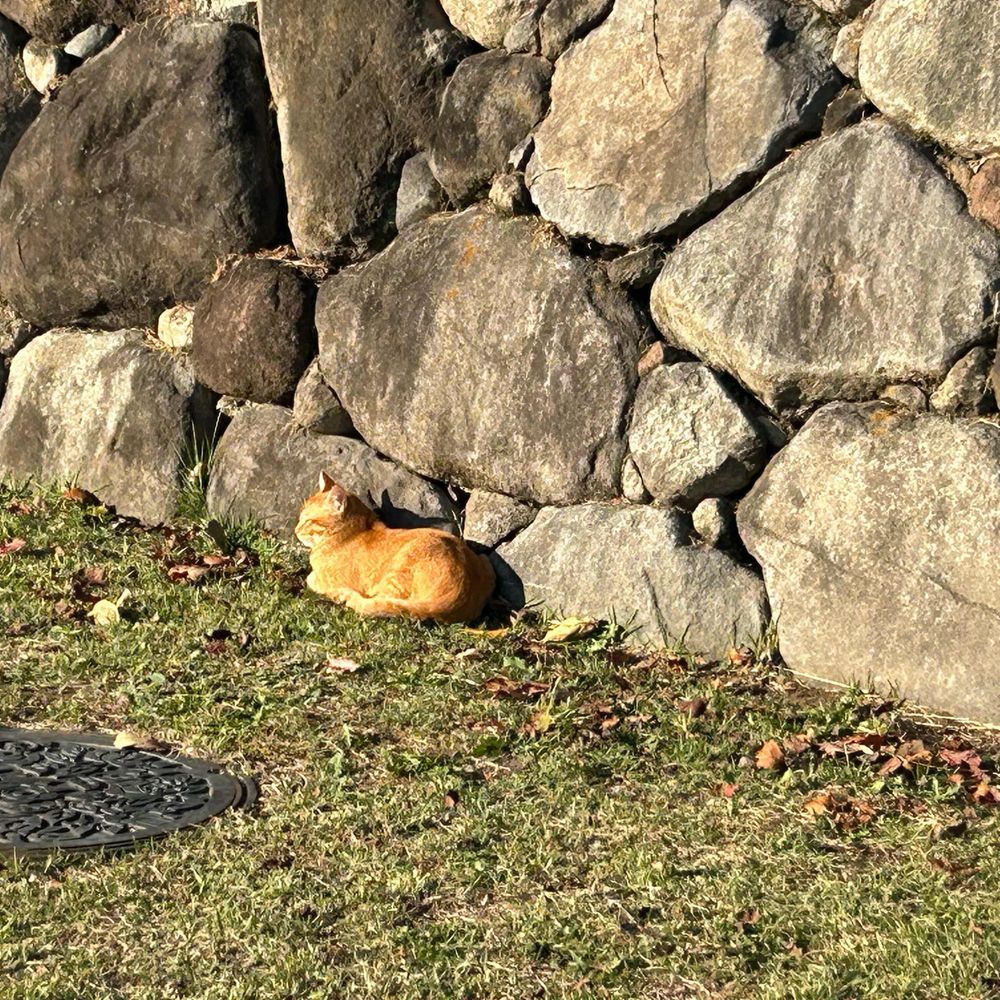 しん♪