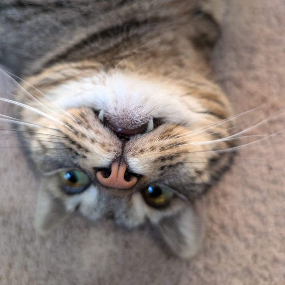 One Cat To Many (Emmalee)