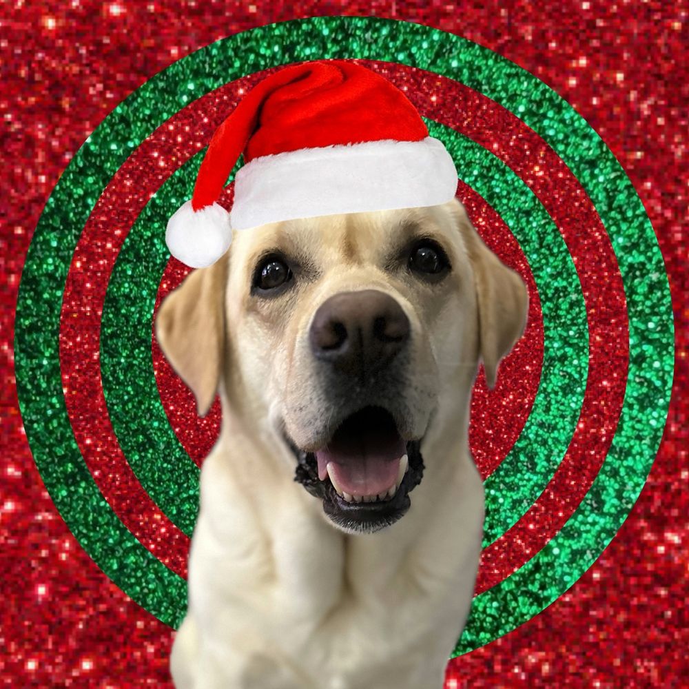 cooperwonderpup.bsky.social