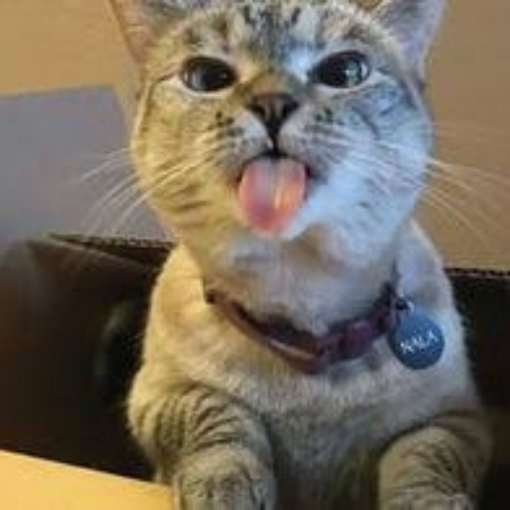 Gabiru 