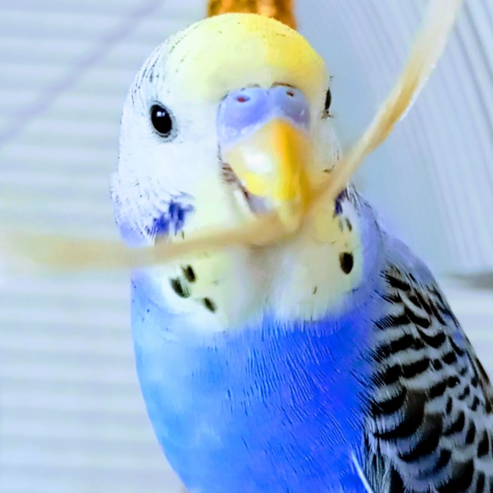 Birgit