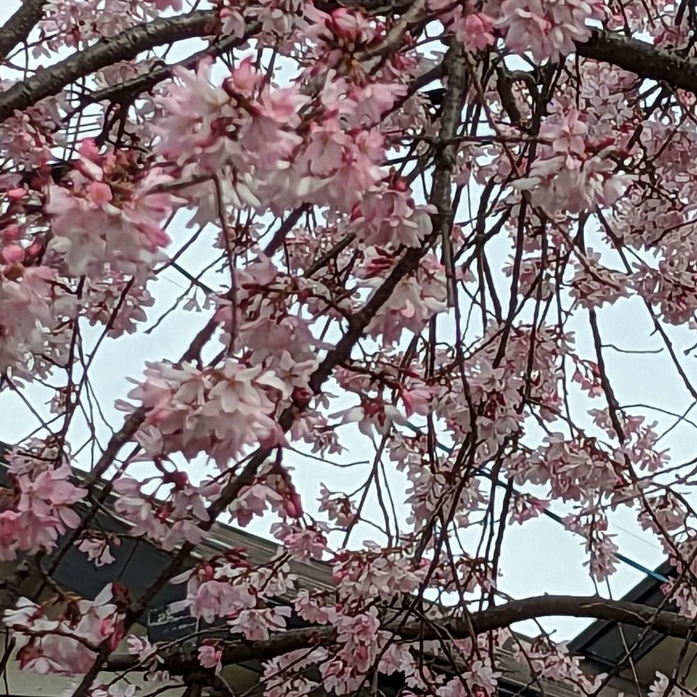 ささやか