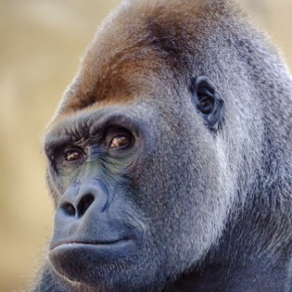 silvrbak.bsky.social