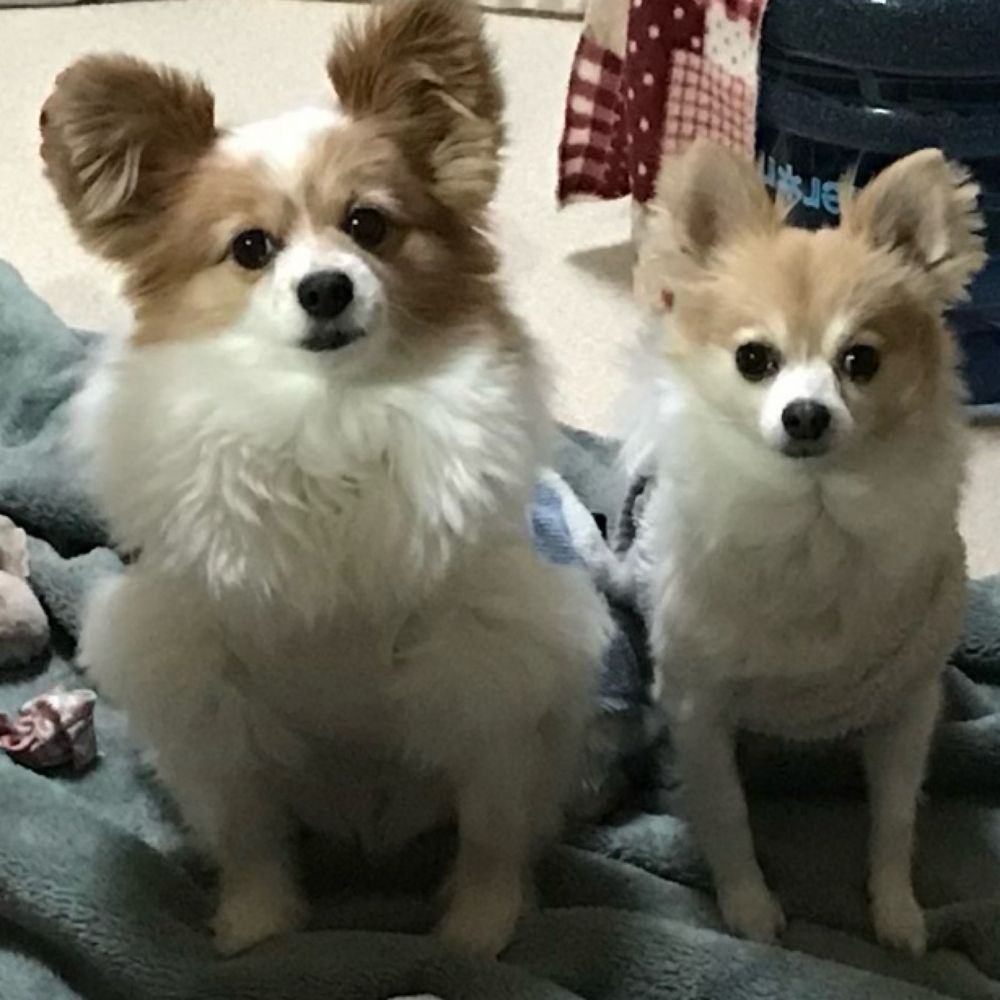 タイチェリ