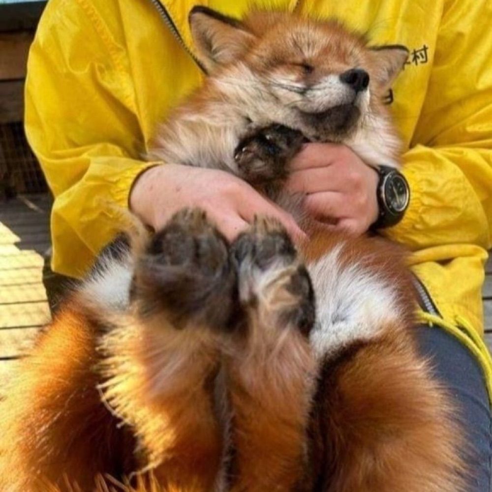 🦊Fox🦊