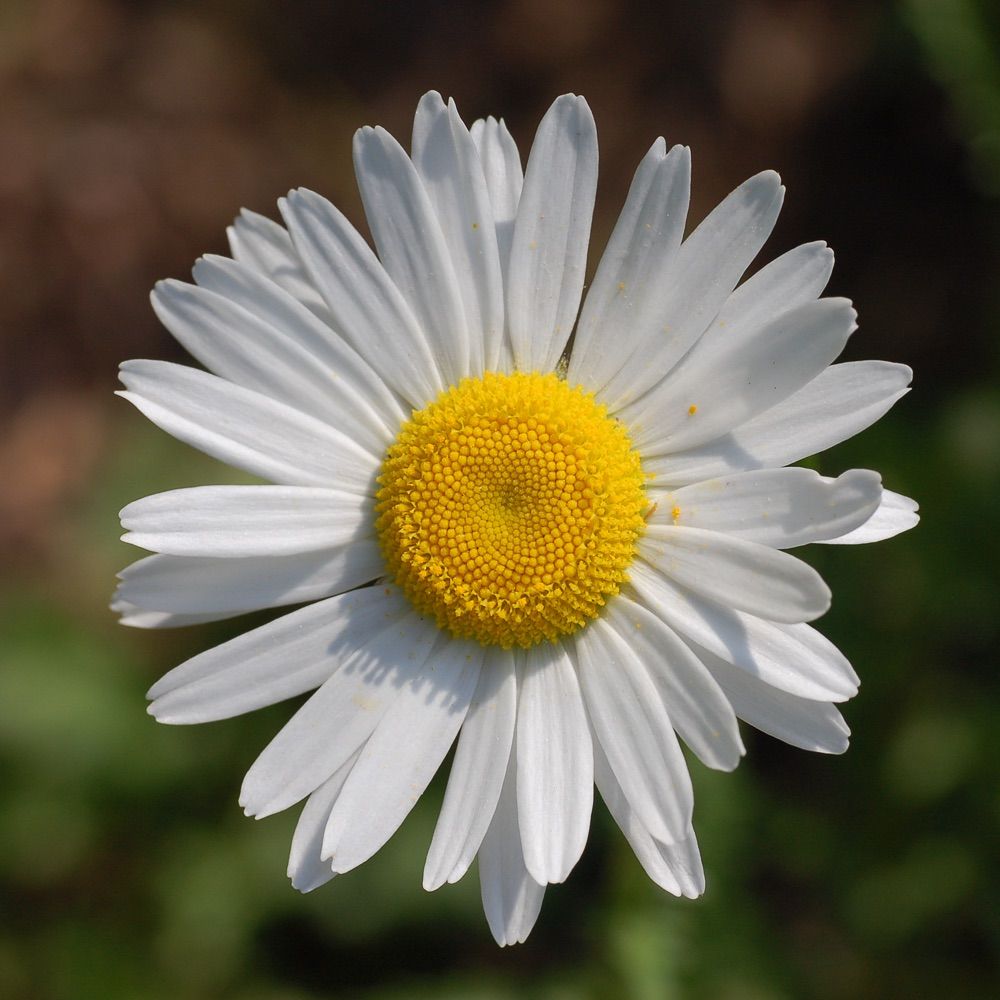 Daisy