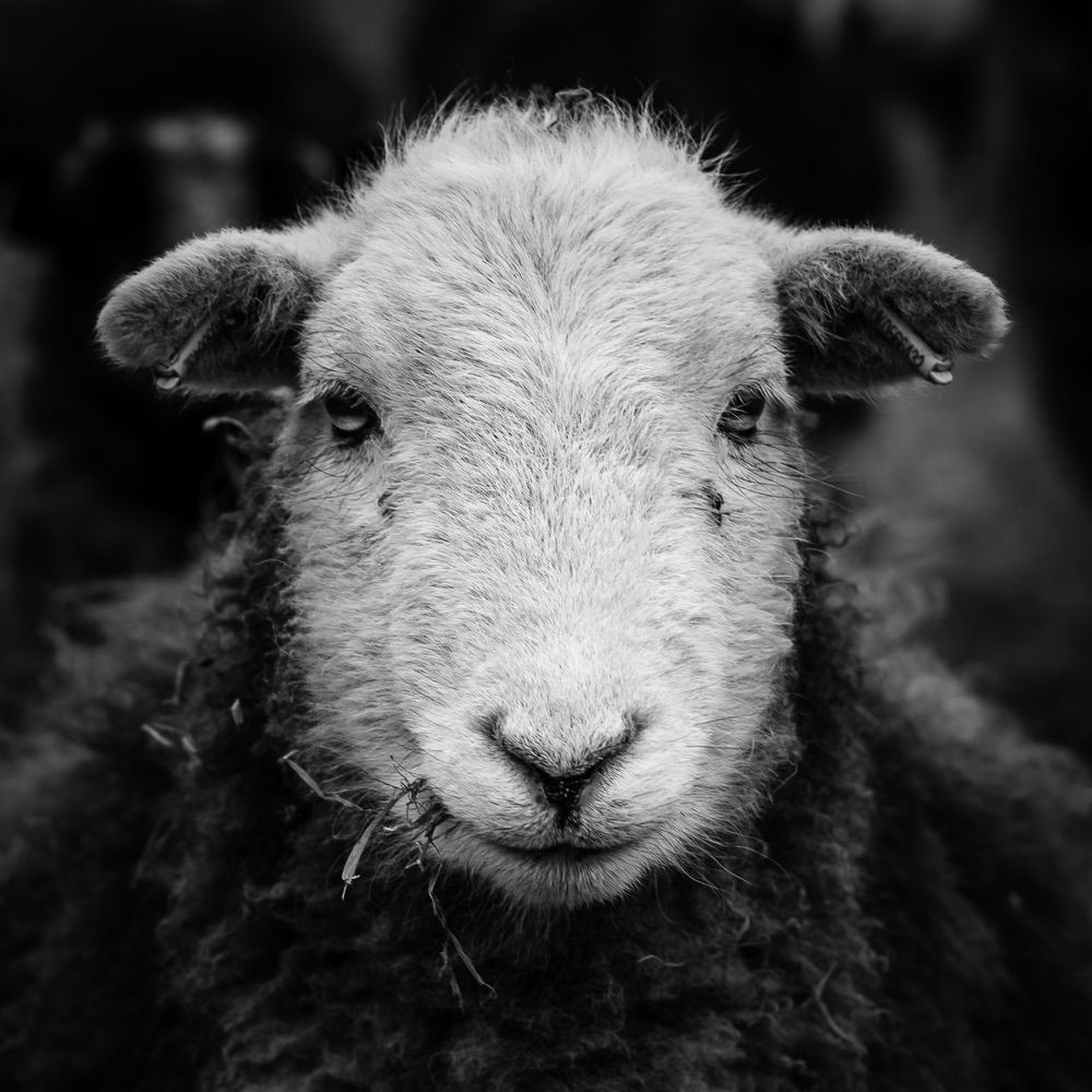 Mark Bowman Photography