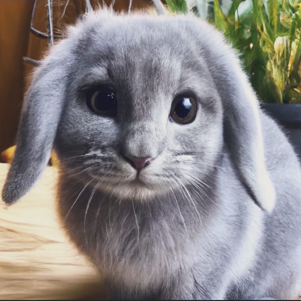 Dan ~