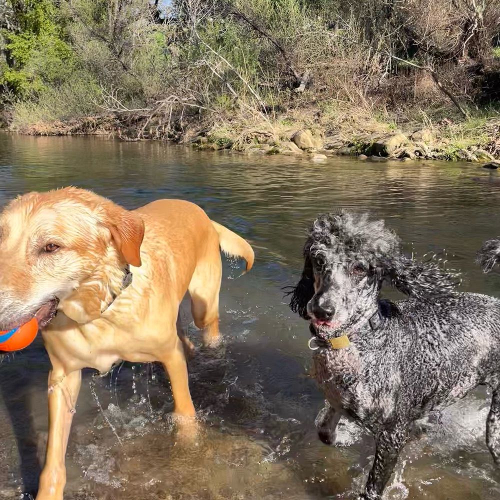Adventures of Cash & Indigo 💙