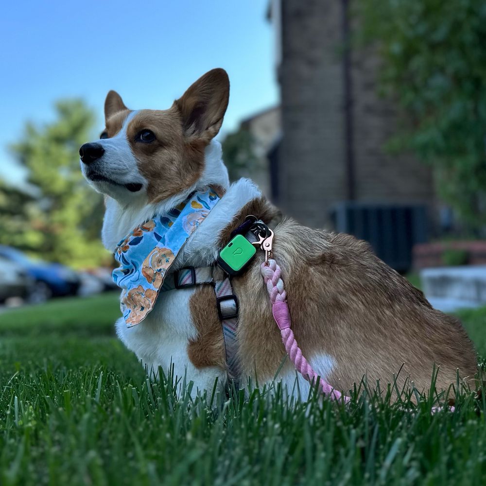 Steak the Corgi