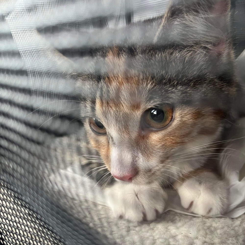 SaddestCatEver