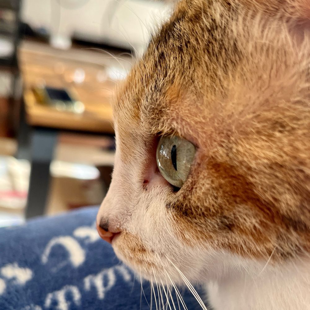 くむqum