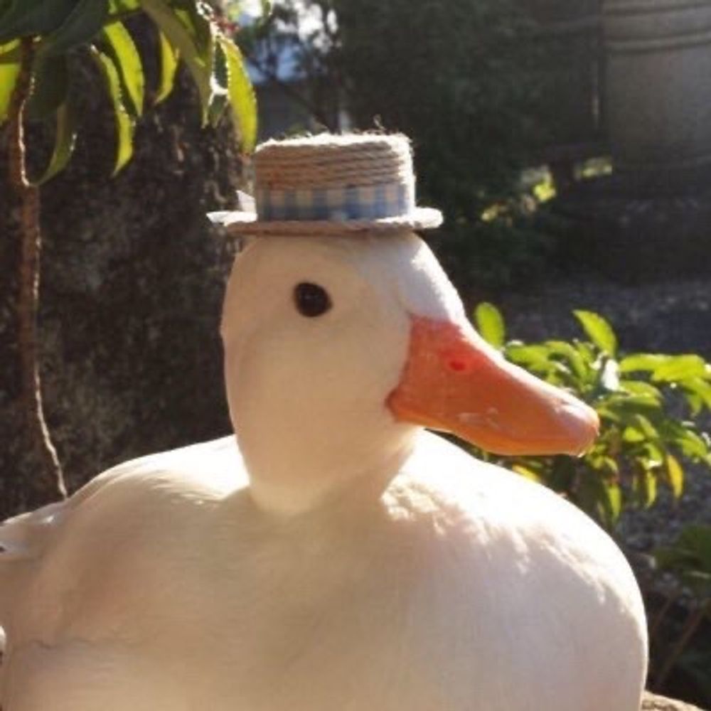 Die Ente
