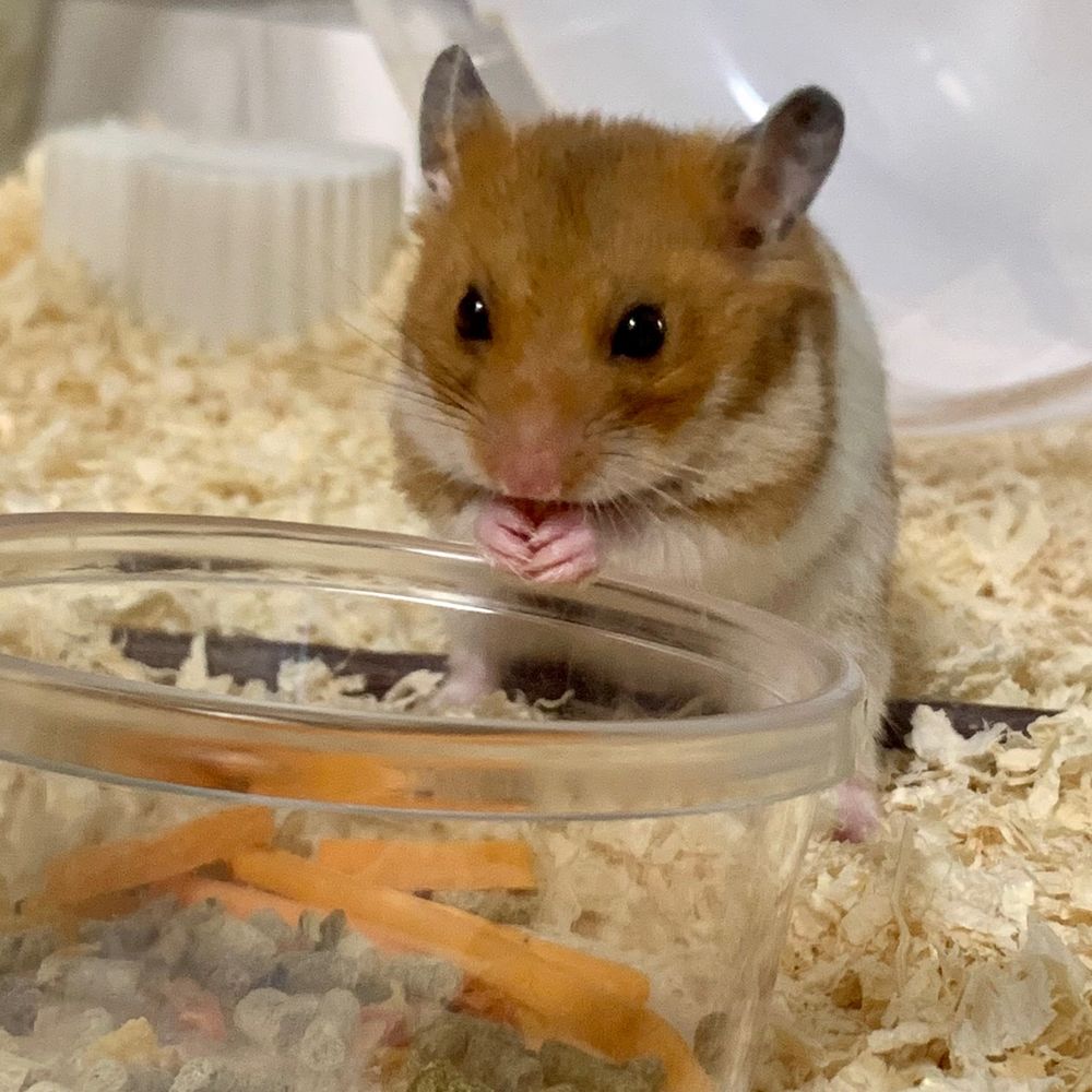 みここちゃん