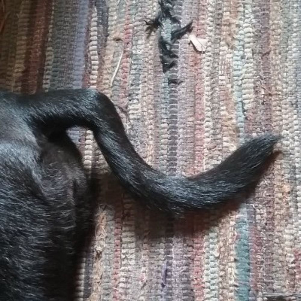 Communist Dog Tail