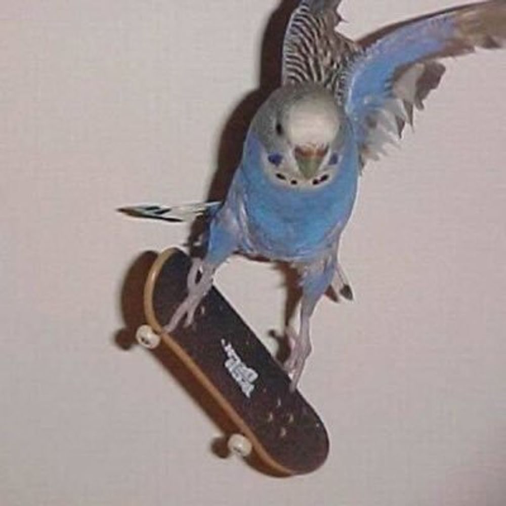 Rollerbird