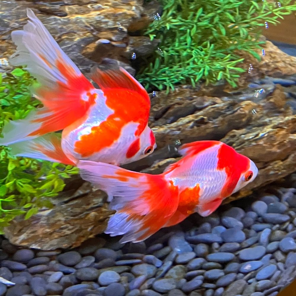 あいびー