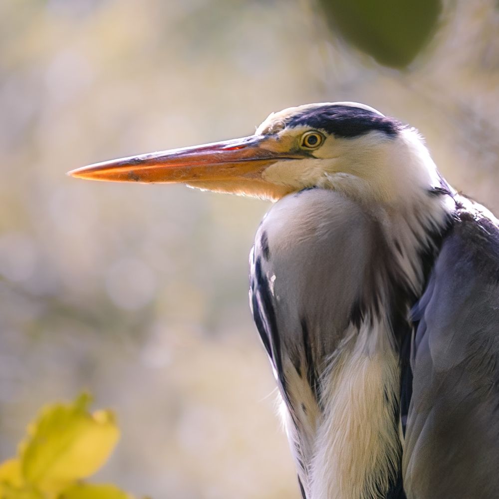 Corrupted Lens | Wildlife Photography