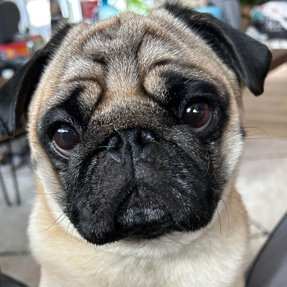 OskiMops