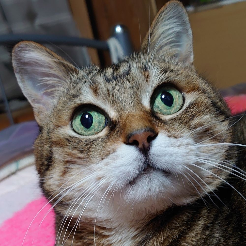はたもふ