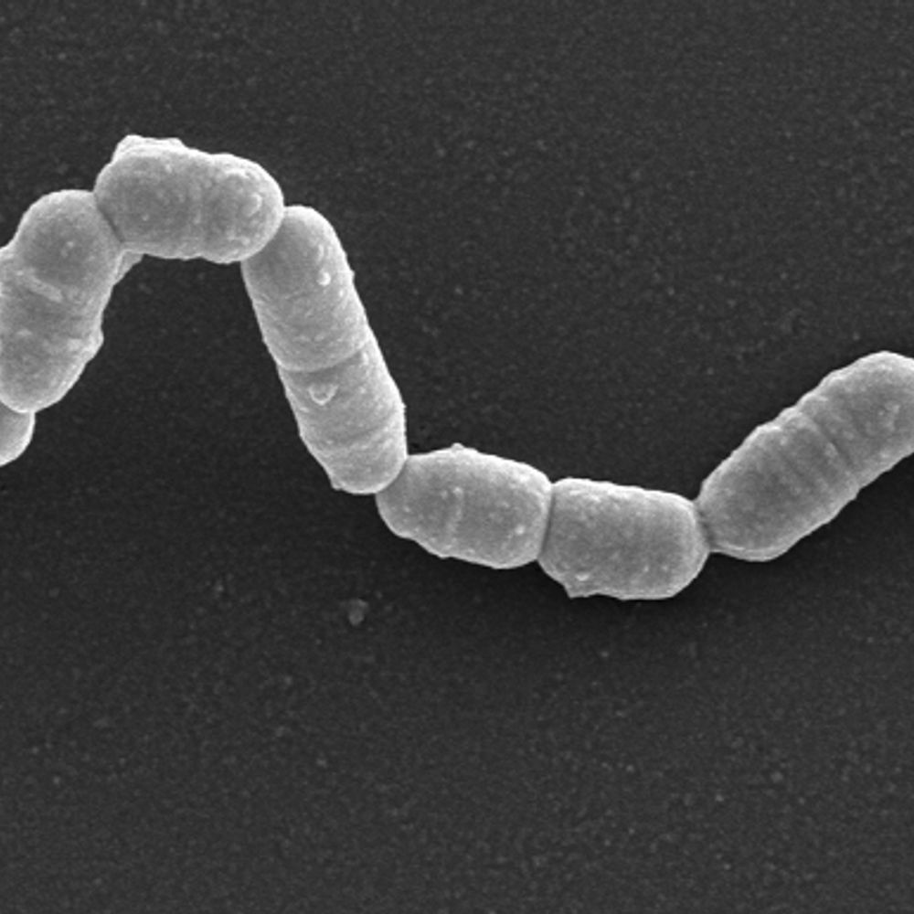 Duke Actino Bacterius