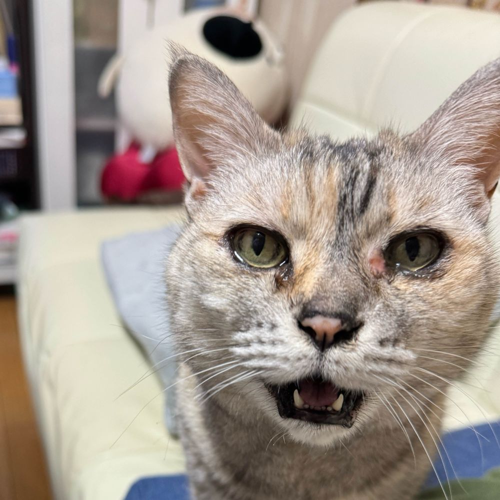 ヨシヒト