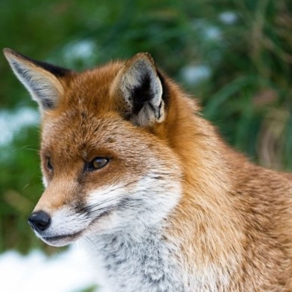 Spicyfox