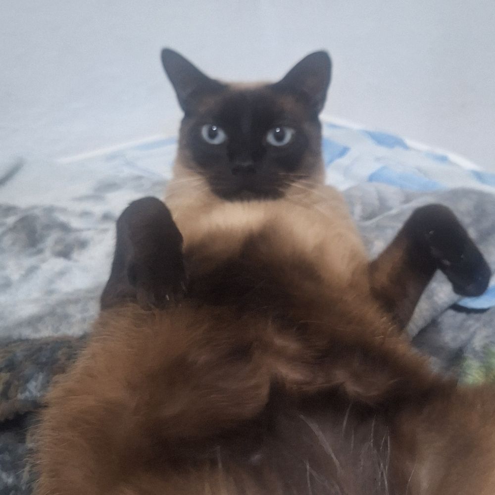 enzo