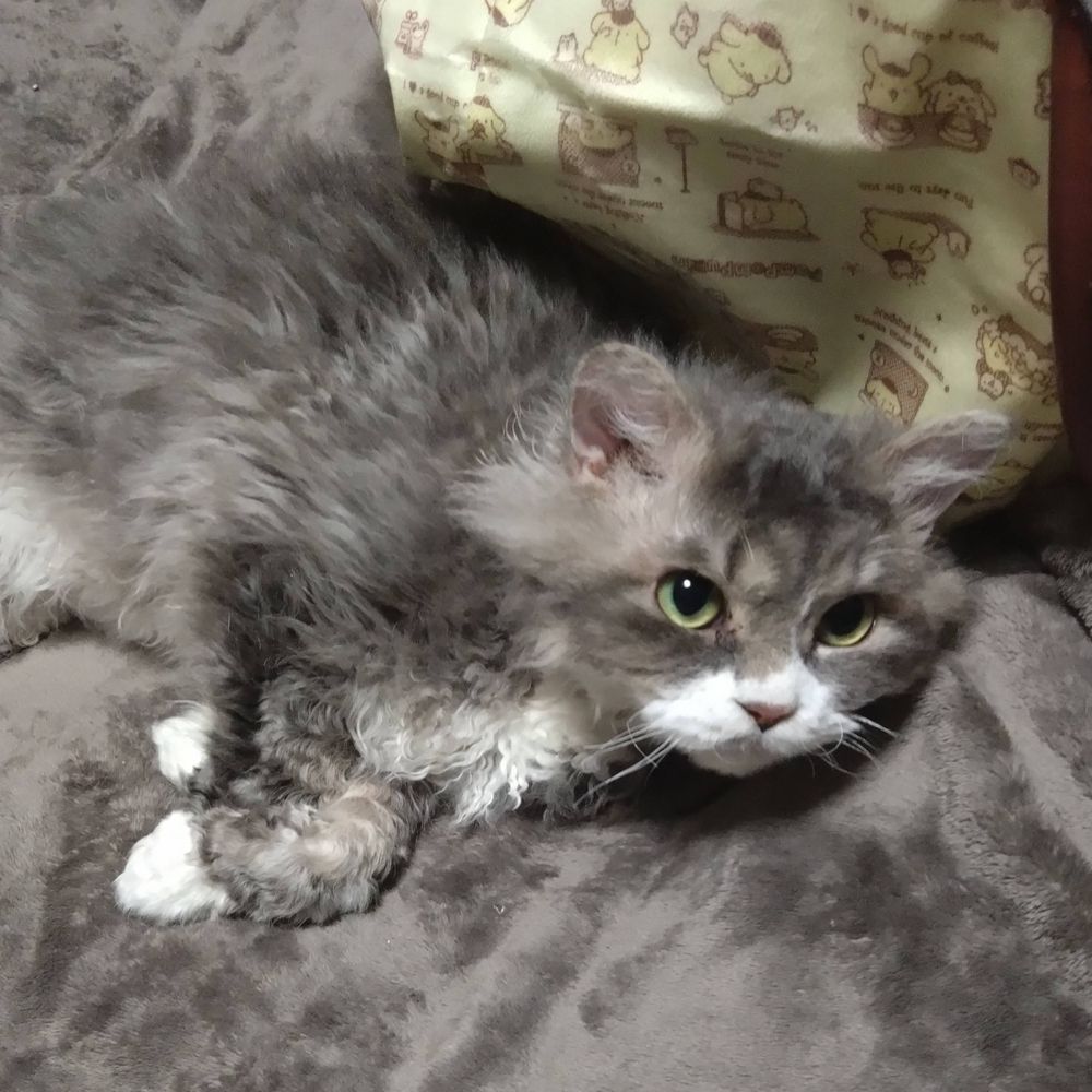 ミヌエット×セルカークレックスのがんちゃん