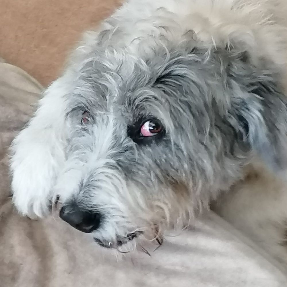Der Levi Hund