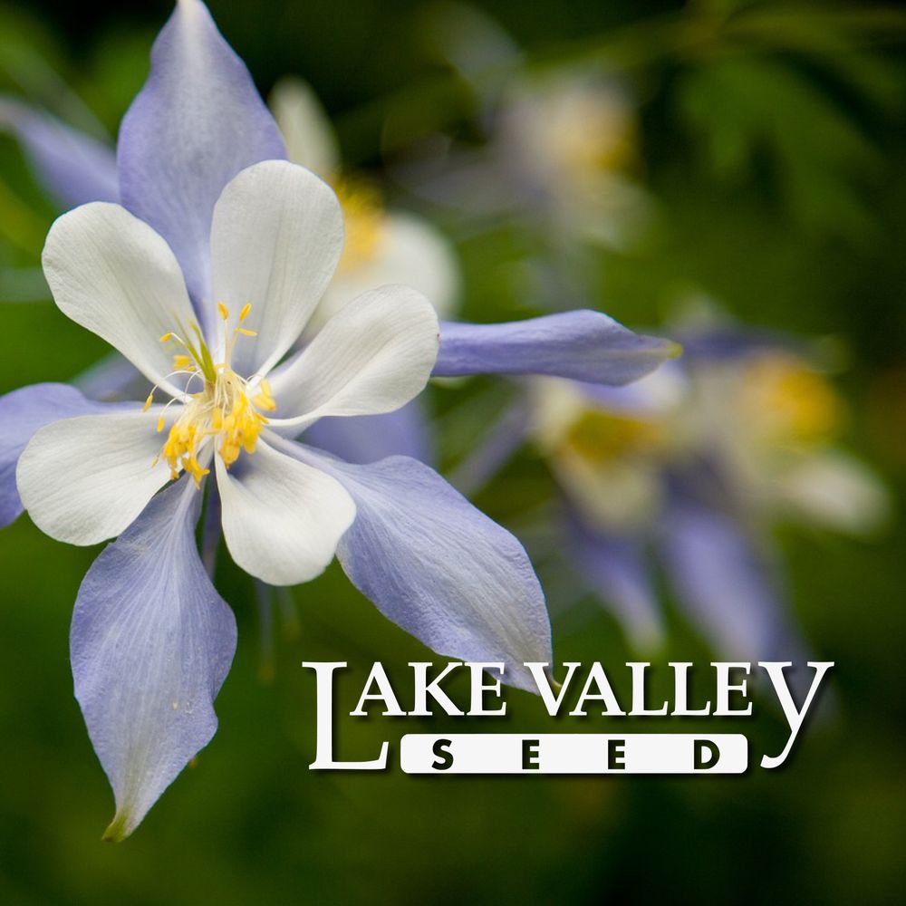 Lake Valley Seed