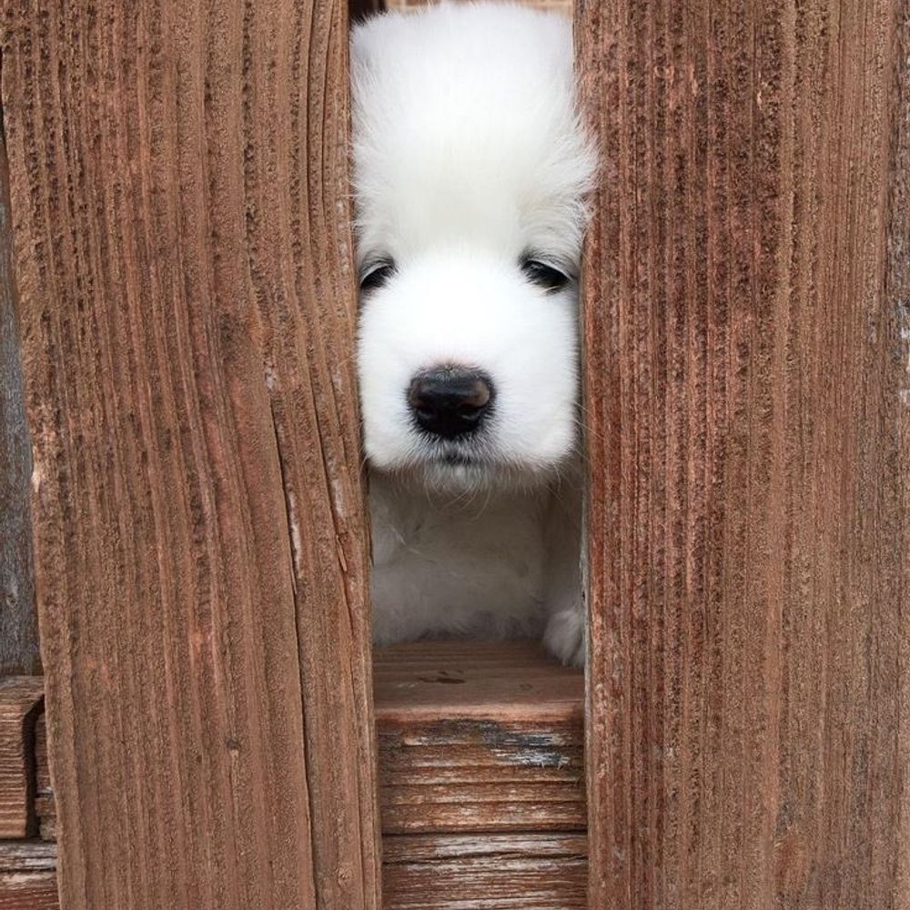 뿌링
