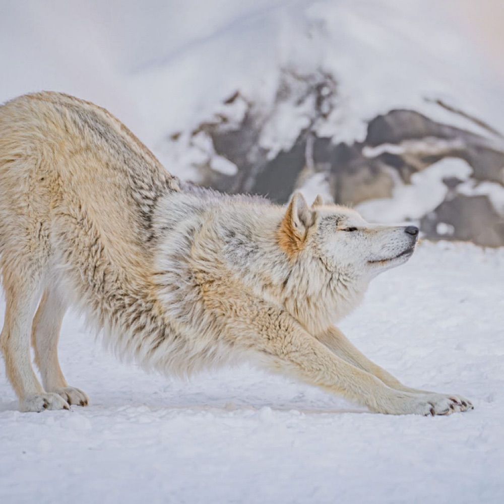 International Wolf Center
