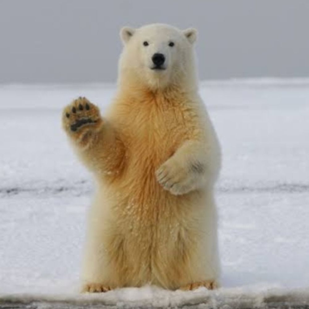 alebearbr.bsky.social